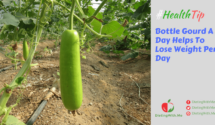 Bottle Gourd A Day Helps To Lose Weight Per Day