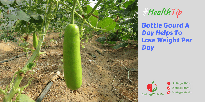 Bottle Gourd A Day Helps To Lose Weight Per Day